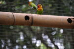 Vögel an Nistloch
