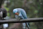 Vogel am fressen