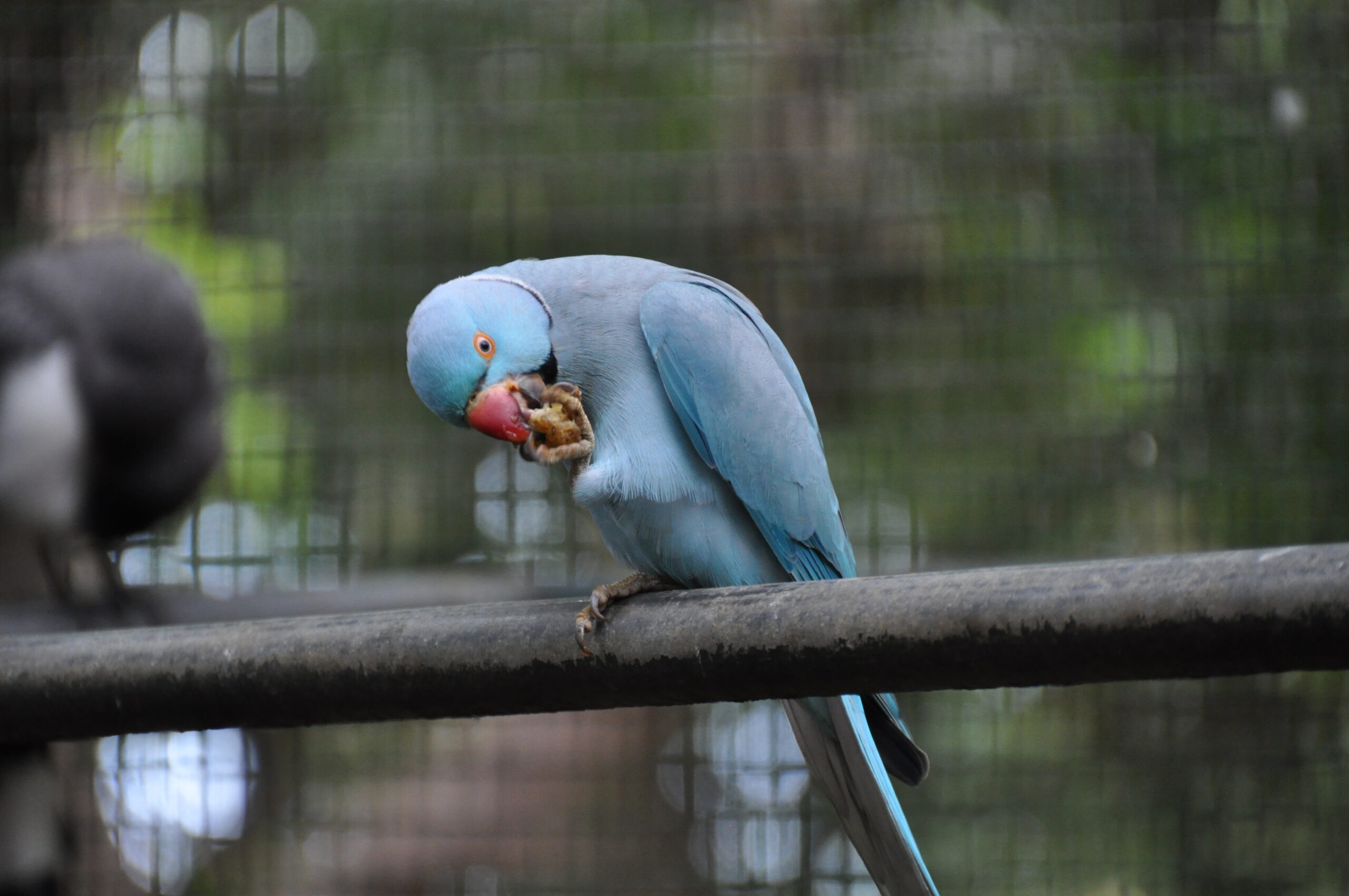 Mauritius Bilder