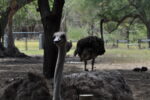 Pfauen im Safaripark
