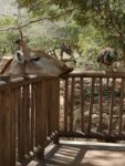 Giraffe und Pfau
