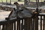 Giraffe im Safaripark