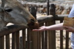 Giraffe im Safaripark