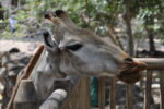 Giraffe im Safaripark
