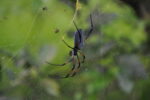 Spinne im Netz