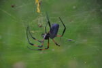 Spinne im Netz