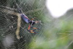 Spinne im Netz