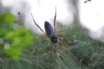 Spinne im Netz