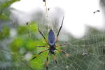 Spinne im Netz