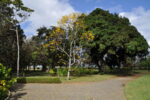 Baum mit Blüten