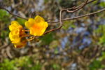 Blüte an Baum