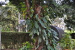 Pflanze an Baum