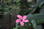Blüte