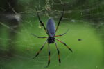Spinne im Netz