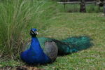 Pfau im Streichelzoo der Destillerie
