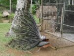 Pfau im Streichelzoo der Destillerie