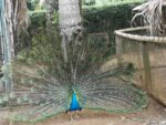 Pfau im Streichelzoo der Destillerie