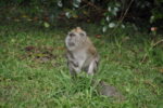 Affe