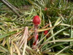 Ananasblüte