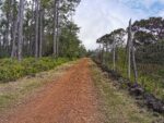 Wanderweg im Black River Gorges National Park