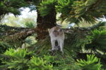 Affe
