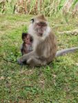 Affenbaby bei Ganga Talao