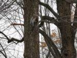 Ein Eichhörnchen im Mount Royal Park