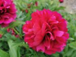 Blüte am Wegesrand
