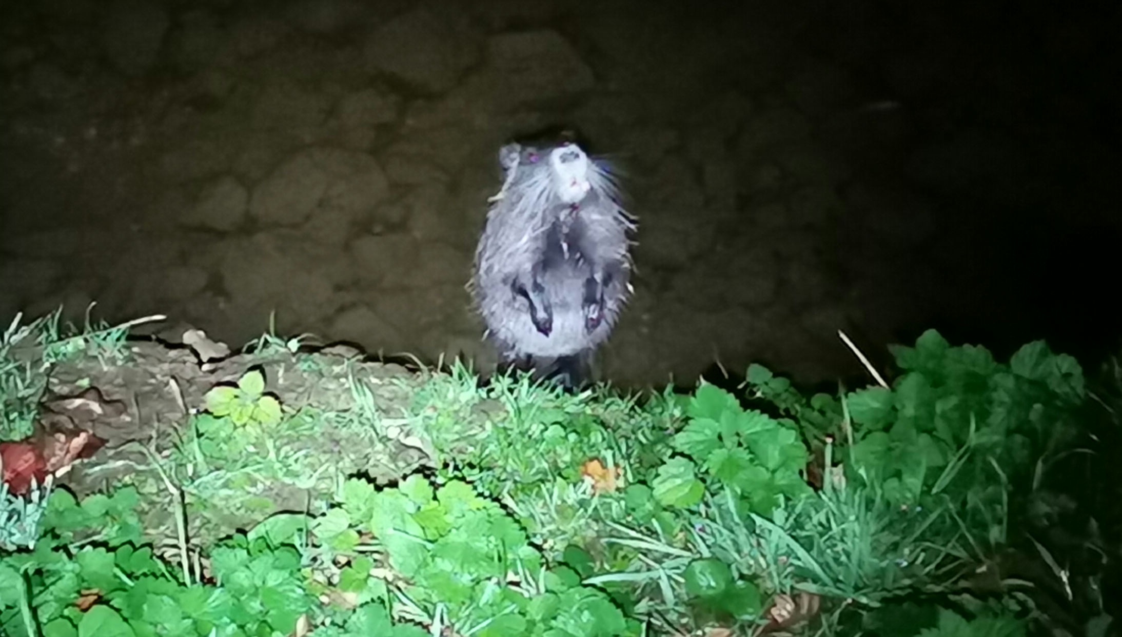 Abendspaziergang – Nutria, Reh und Ratten