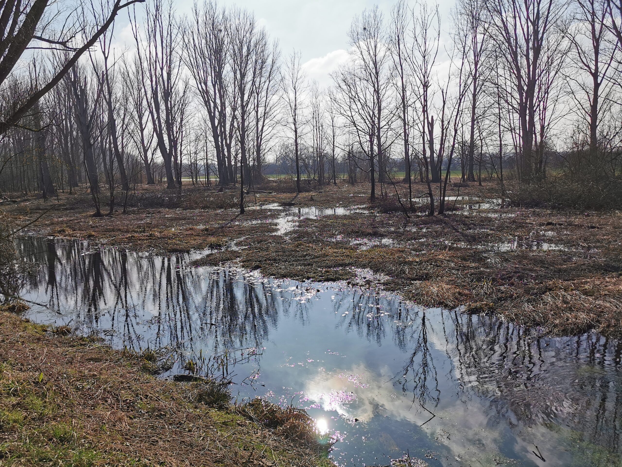 Naturschutzgebiet mir unzähligen Vögeln