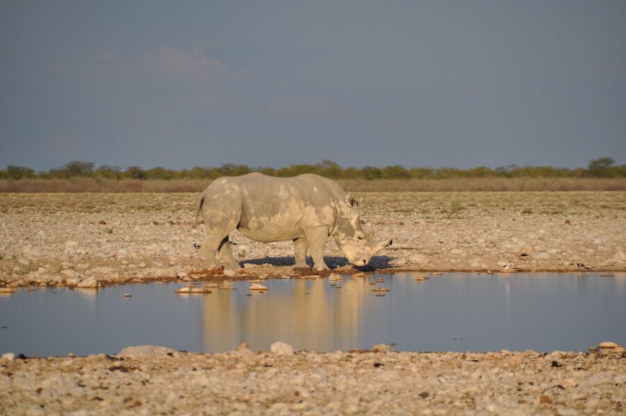 Etosha