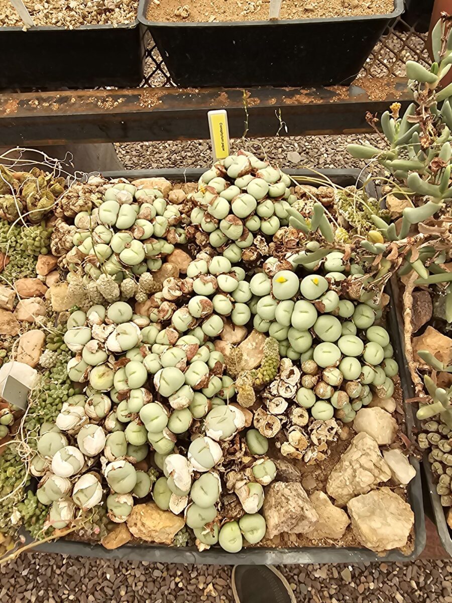 Lithops – Lebende Steine