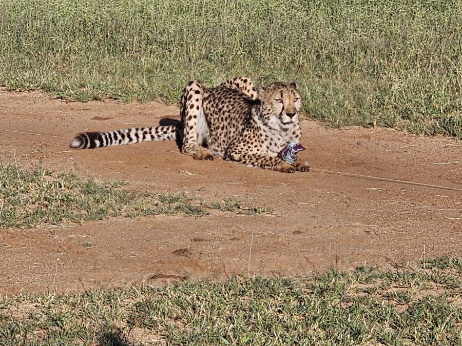 Otjiwarongo – Cheetah Conservation Fund